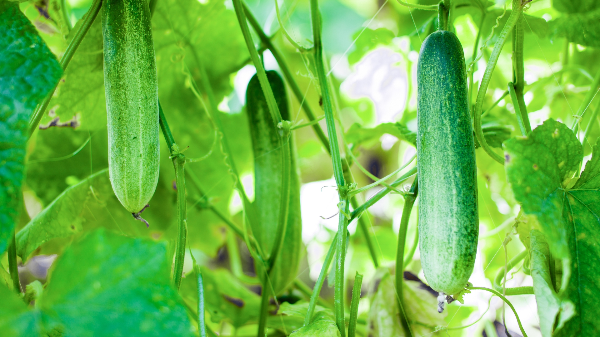 The Cool Power of Cucumbers: More Than Just a Salad Staple